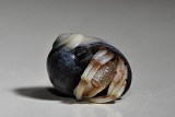 heremietkreeft+(pagurus+bernhardus)+10-2010+1557